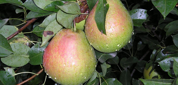 Labākās bumbieru šķirnes - apraksti, stādīšana un kopšana, foto