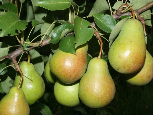 Labākās bumbieru šķirnes - apraksti, stādīšana un kopšana, foto