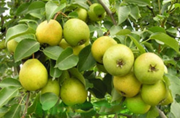 Labākās bumbieru šķirnes - apraksti, stādīšana un kopšana, foto