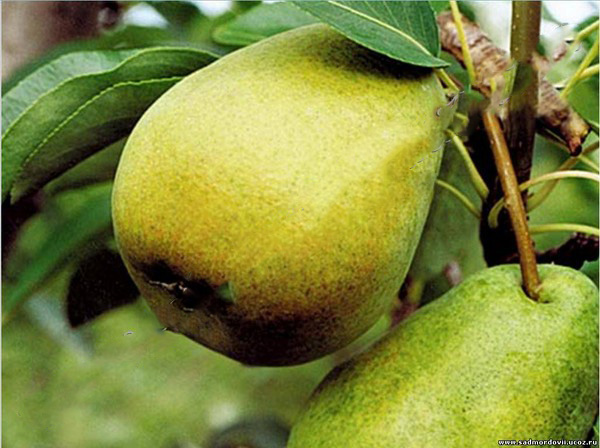 Labākās bumbieru šķirnes - apraksti, stādīšana un kopšana, foto