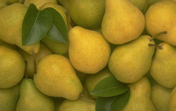 Labākās bumbieru šķirnes - apraksti, stādīšana un kopšana, foto