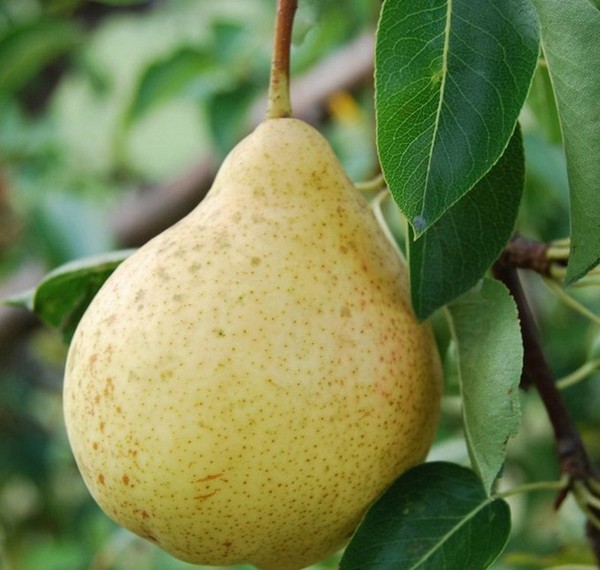 Labākās bumbieru šķirnes - apraksti, stādīšana un kopšana, foto