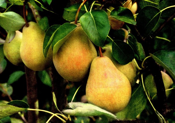 Labākās bumbieru šķirnes - apraksti, stādīšana un kopšana, foto