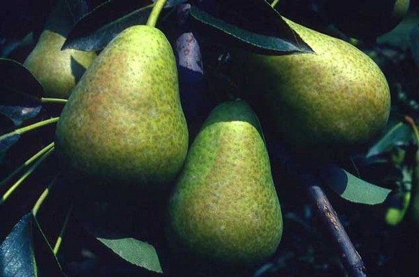 Labākās bumbieru šķirnes - apraksti, stādīšana un kopšana, foto