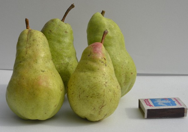 Labākās bumbieru šķirnes - apraksti, stādīšana un kopšana, foto