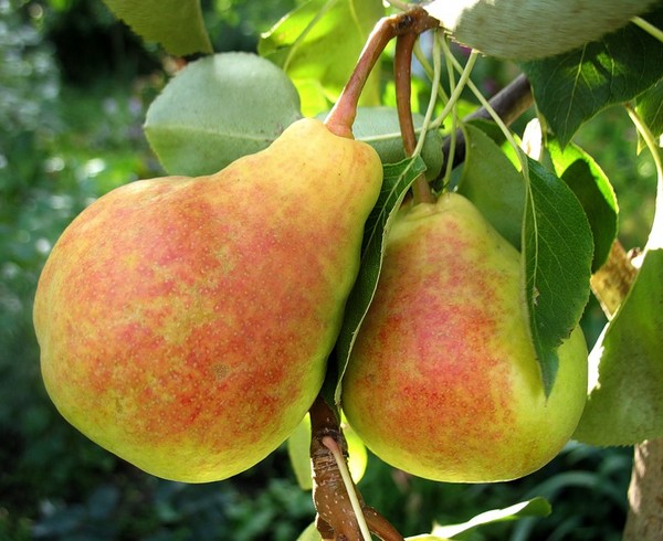 Labākās bumbieru šķirnes - apraksti, stādīšana un kopšana, foto