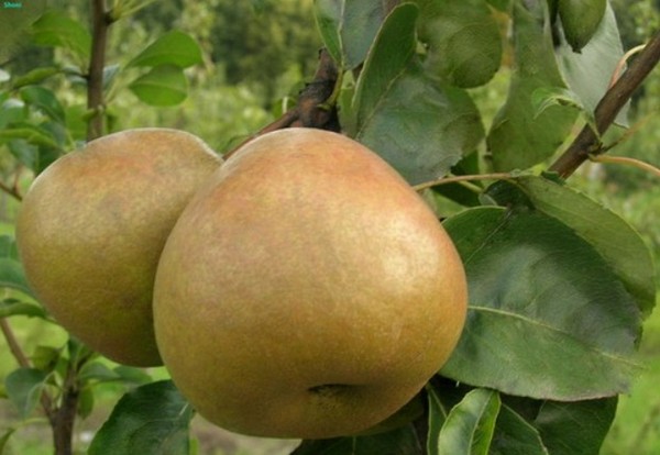 Labākās bumbieru šķirnes - apraksti, stādīšana un kopšana, foto