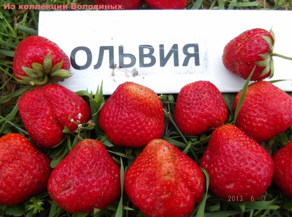 Labākās zemenes - apraksts, īpašības, foto