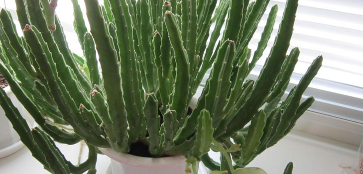 Stapelia: pienācīga aprūpe mājās, skaistas ziedu fotogrāfijas