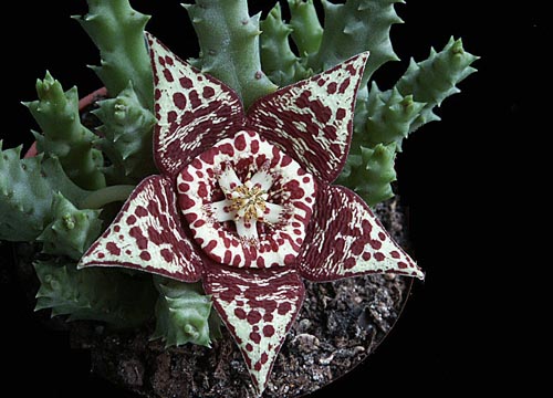 Stapelia: fotogrāfija un aprūpe mājās