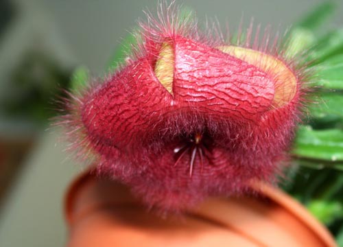 Stapelia: pienācīga aprūpe mājās, skaistas ziedu fotogrāfijas