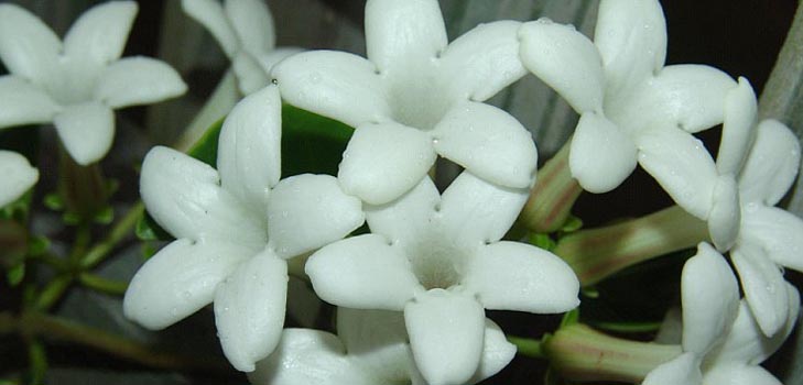 Stephanotis: aprūpe un foto