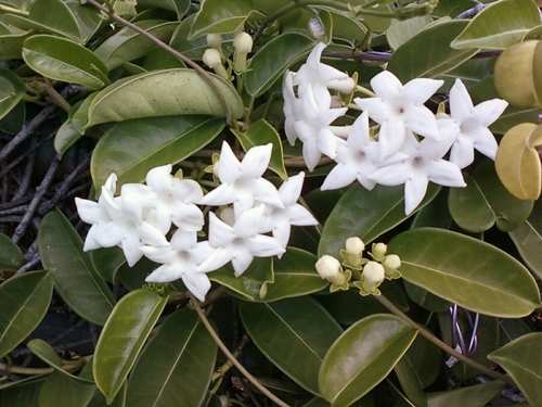 Stephanotis: aprūpe un foto