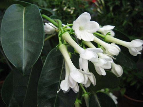 Kā rūpēties par Floribundas stephanotis