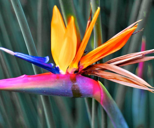 Strelitzia: fotogrāfija un aprūpe mājās