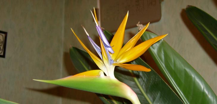 Strelitzia royal: foto un pienācīga aprūpe mājās