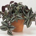 Tradescantia: apraksts un kopšana