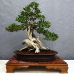 Bonsai rūpes