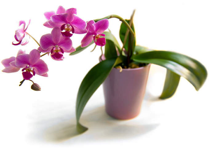 Orhidejas aprūpe mājās