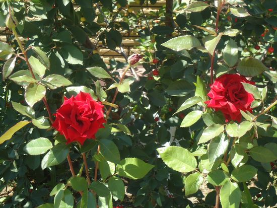 Kā pareizi rūpēties par rožu dārzu