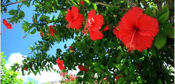 Hibiska ziedi