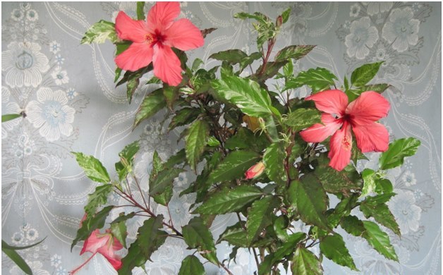 mājas hibiskus