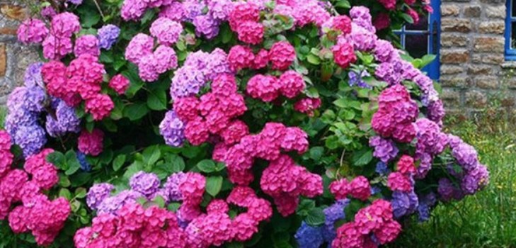 ziedi hydrangeas