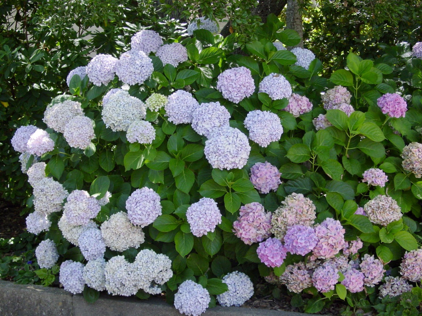 hortenzijas krūms