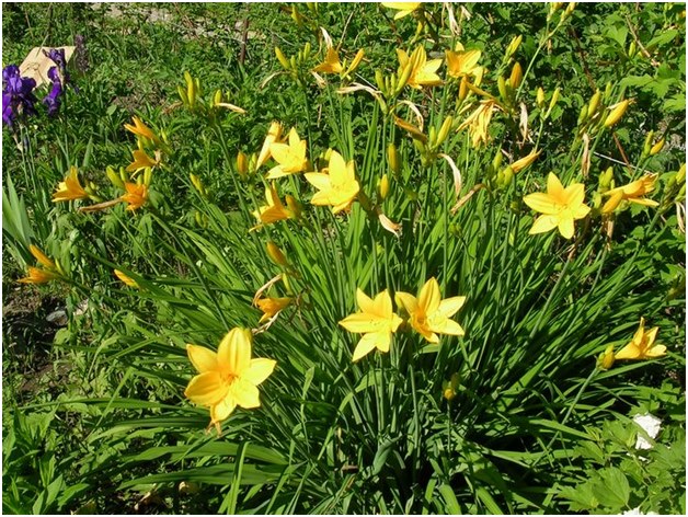 vaislas dienaslily