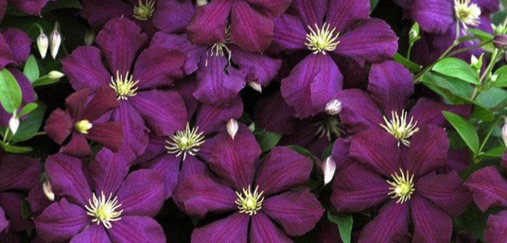 Clematis ziedi