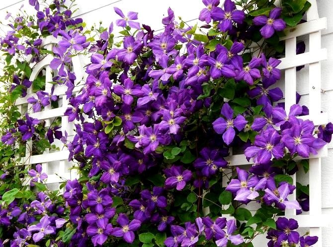 Clematis audzēšana un aprūpe