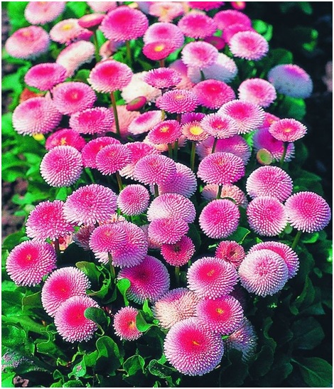 daudz margrietiņu