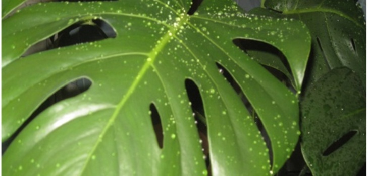 monstru lapas