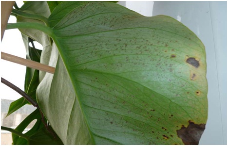slimības monstera