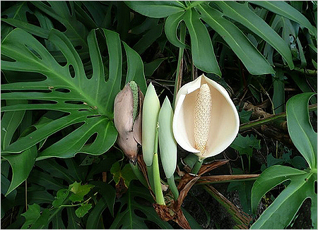 Monstera audzēšana un kopšana mājās