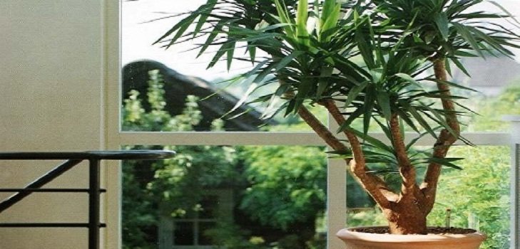 Yucca mājās: aprūpe un reprodukcija