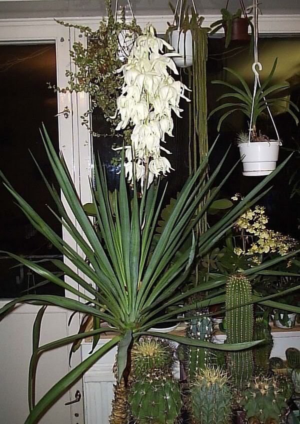 Yucca mājās: aprūpe un reprodukcija