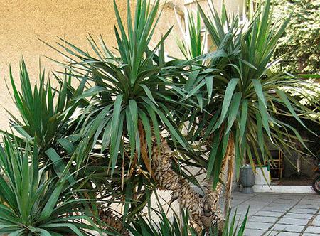 Yucca mājās: aprūpe un reprodukcija