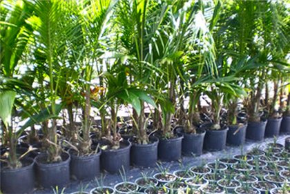 Yucca mājās: aprūpe un reprodukcija