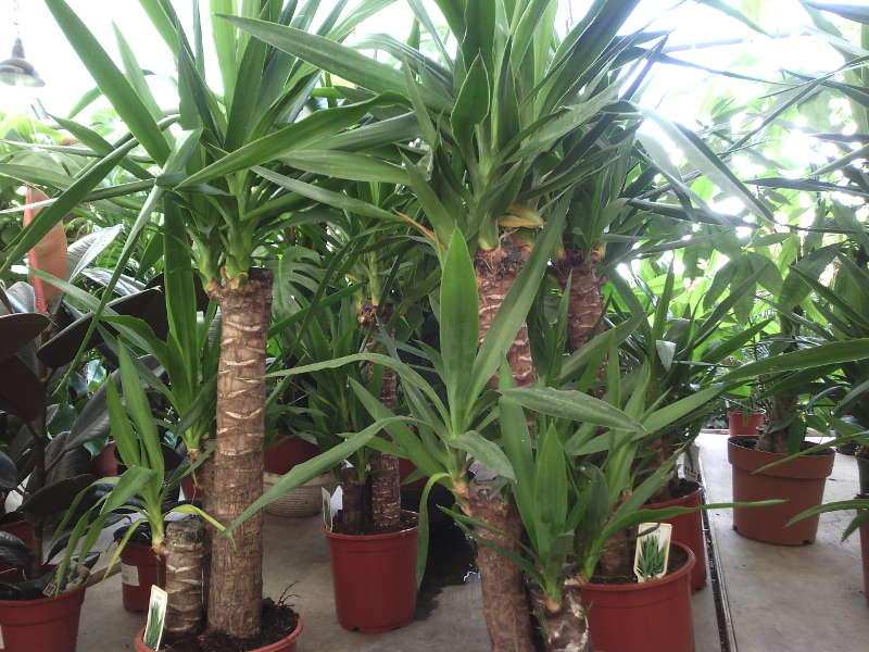 Yucca mājās: aprūpe un reprodukcija