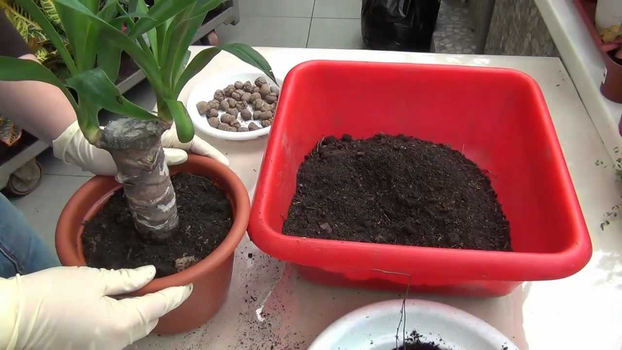 Yucca mājās: aprūpe un reprodukcija