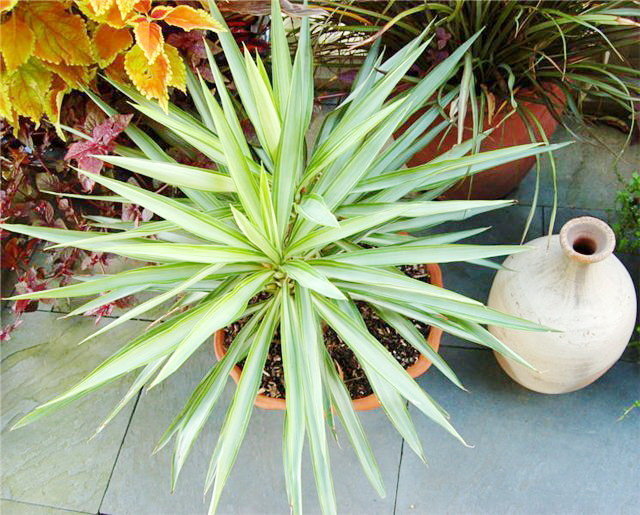 Yucca mājās: aprūpe un reprodukcija