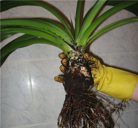 Yucca mājās: aprūpe un reprodukcija