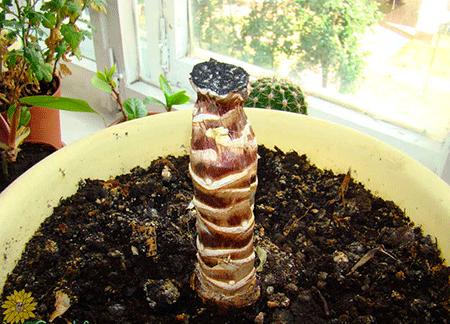 Yucca mājās: aprūpe un reprodukcija