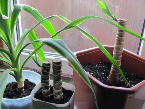 Yucca mājās: aprūpe un reprodukcija