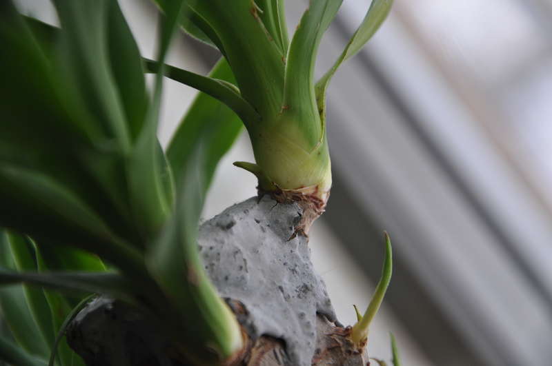 Yucca mājās: aprūpe un reprodukcija