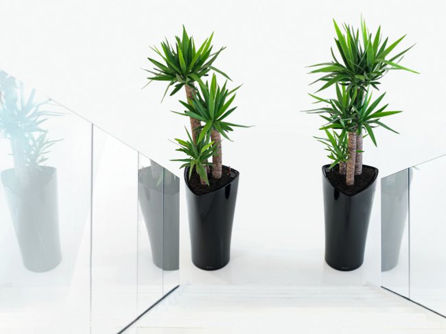 Yucca mājās: aprūpe un reprodukcija