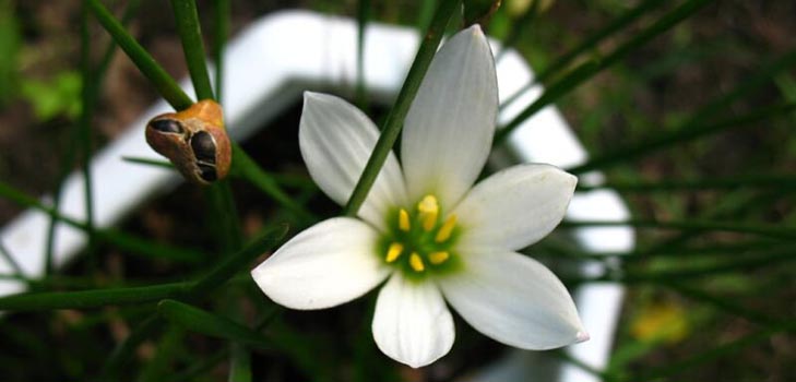 Zephirantes: aprūpe un foto