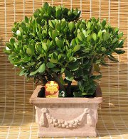 Feng Shui birojs