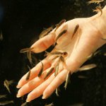 Ichthyomassage: pedikīrs ar zivīm Ichthyomassage: pedikīrs ar zivīm
